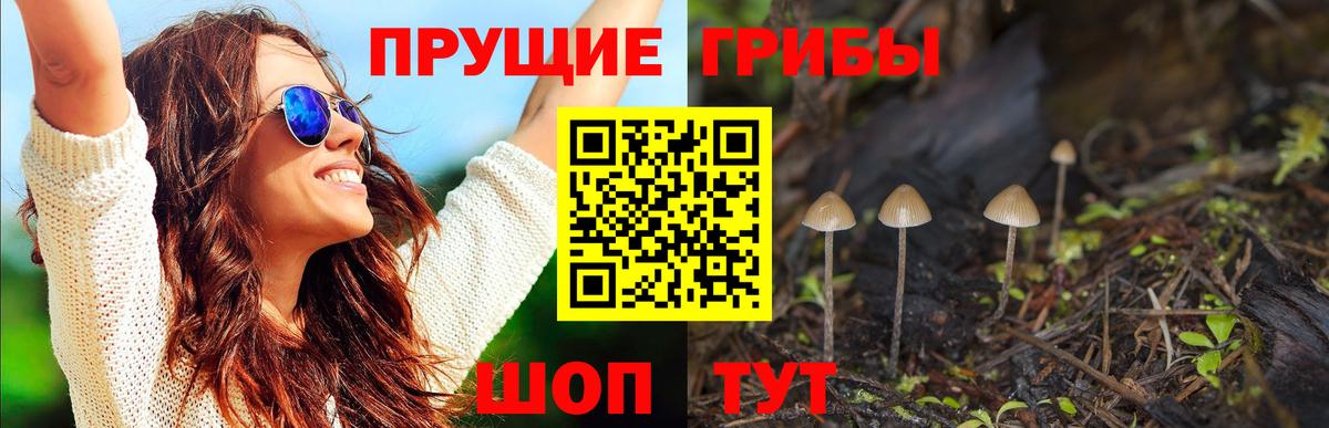 Псилоцибиновые грибы Psilocybe Новочебоксарск